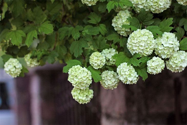 how to prune viburnum tinus