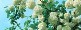 when to prune viburnum