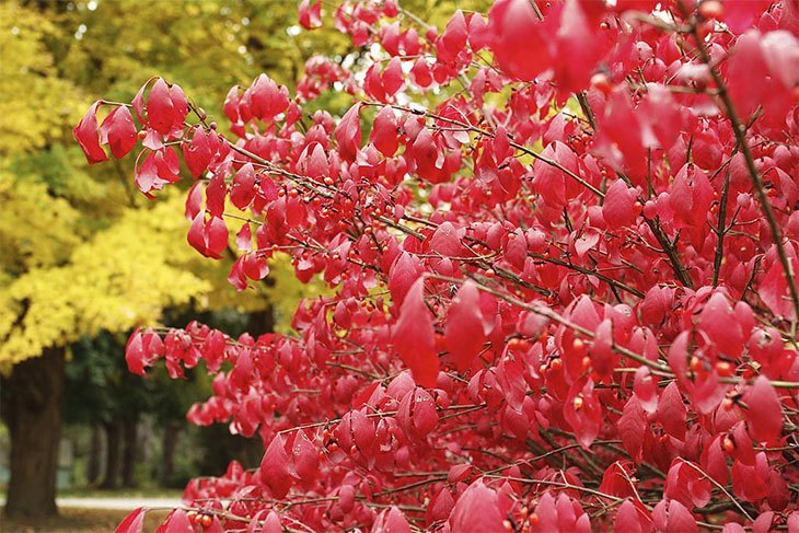 trim burning bush in summer