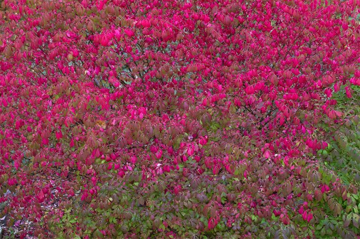 trim burning bush in winter