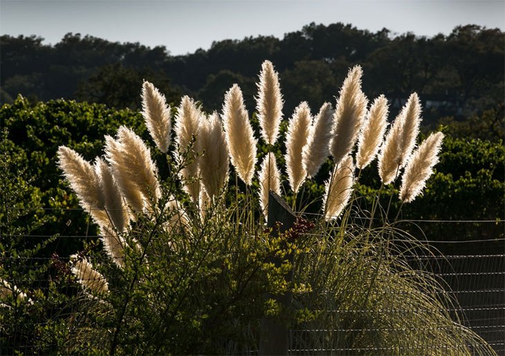 how to get rid of pampas grass roots