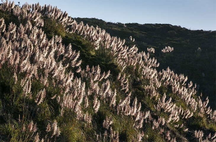 how to get rid of a pampas grass