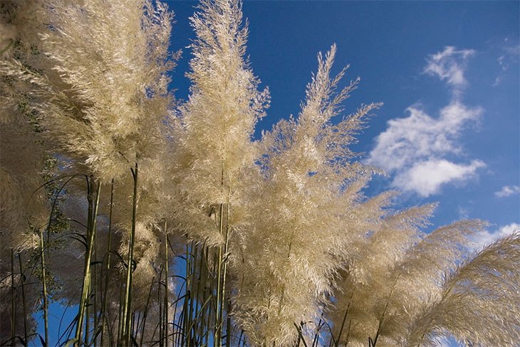 how to get rid of a pampas grass plant