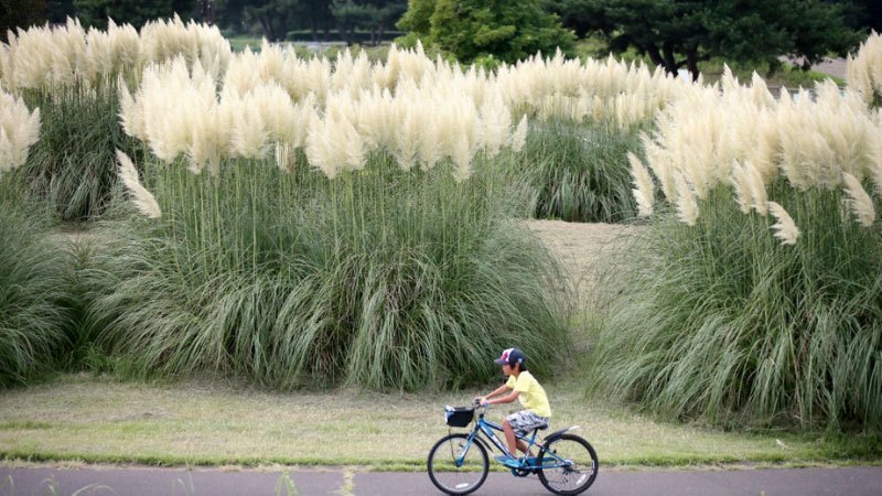 how to get rid of pampas grass