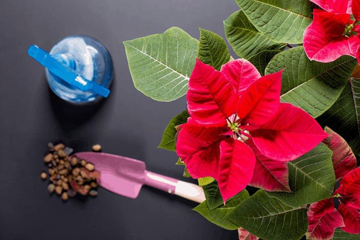 how often should i water a potted poinsettia