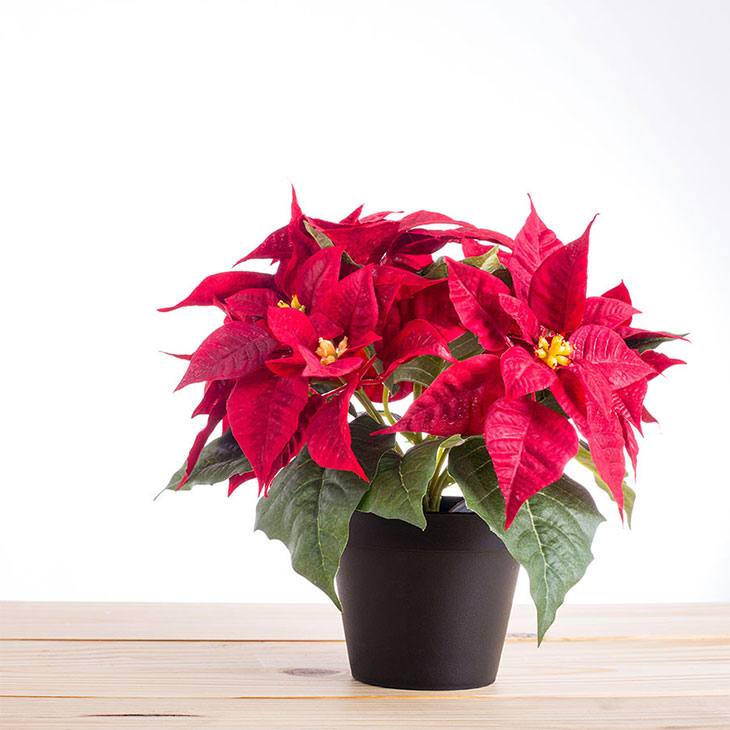 how often should you water a poinsettia plant