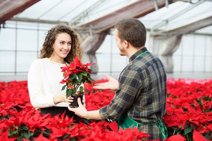 how often should i water my indoor poinsettia