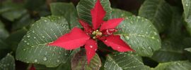 How Often Should I Water a Poinsettia