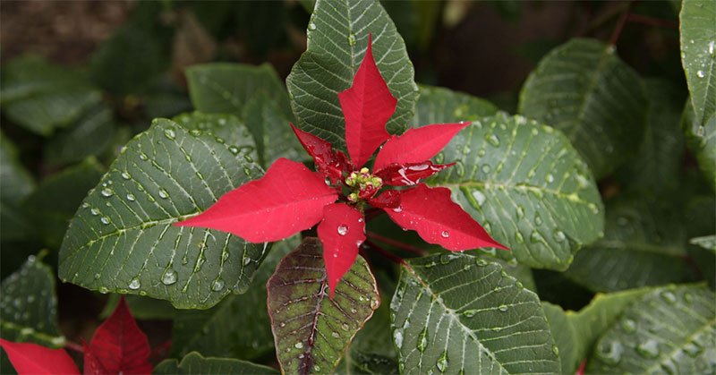 How Often Should I Water a Poinsettia