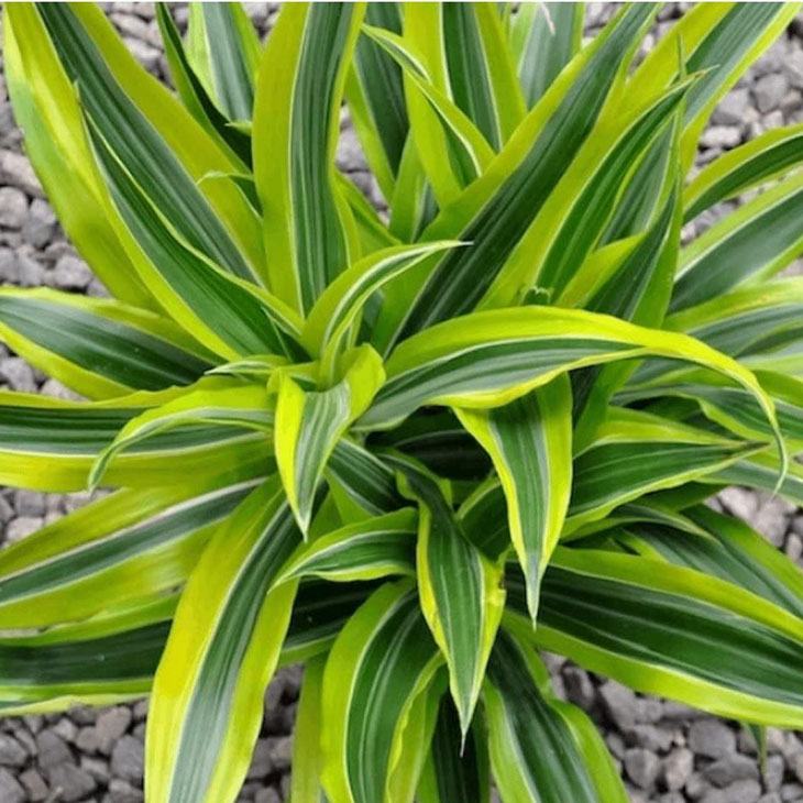 how often to water dracaena massangeana