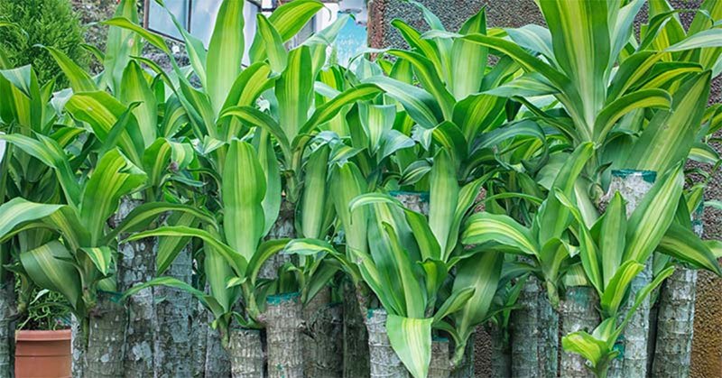 How Often to Water Dracaena