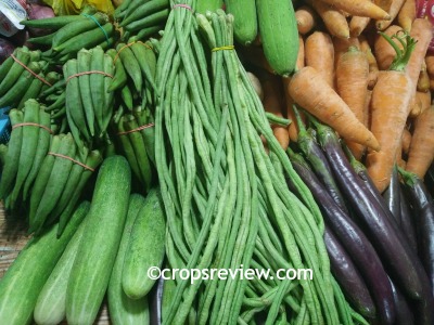 Fruit vegetables: cucumber, string bean, eggplant, okra and squash; and carrot as root vegetable