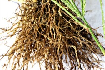 Fibrous roots of goosegrass (Eleusine indica)
