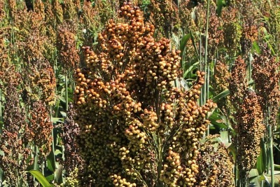 Like other cereals, sorghum is used as a staple