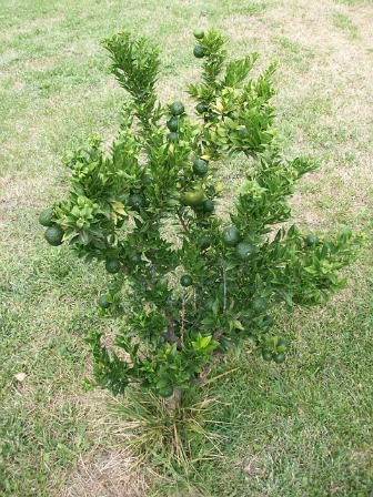 Asexually propagated calamansi may fruit very soon