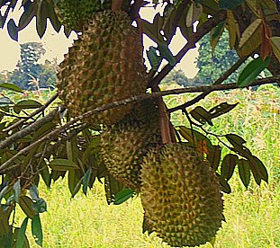 durian fruits