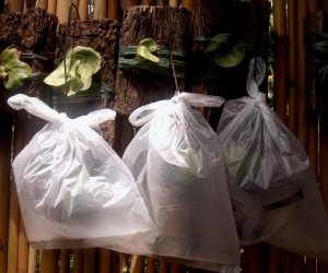 Moistened slabs of wood with fern plantlets in plastic bags