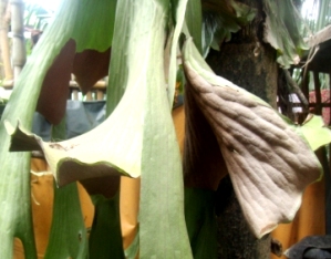 Giant staghorn fern with mature brownish spores