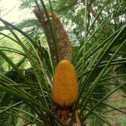 Sago palm (Cycas revoluta), a gymnosperm and not a true palm, produces "naked seeds"