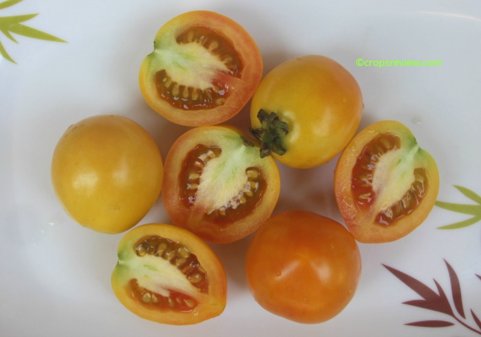 fruits of tomatoes