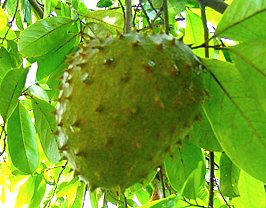 Soursop has become popular as a snack food, as a source of packed juice produced on commercial scale, and as a medicinal plant