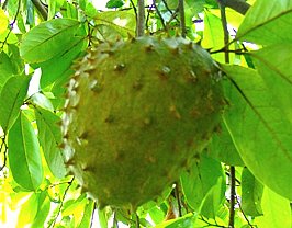 How To Grow Soursop That Fruit Crop With Multiple Uses And Ever Increasing Market Potential How To Grow Soursop That Fruit Crop With Multiple Uses And Ever Increasing Market Potential
