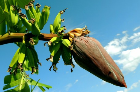 banana's flower