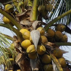 Pistillate flowers of coconut develop into one-seeded fruits