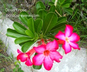 Confusing common names are used for Adenium obesum.