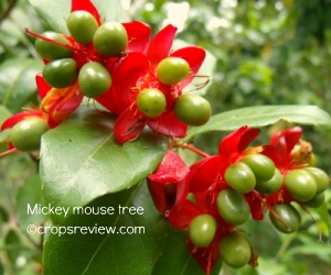 Mickey mouse tree