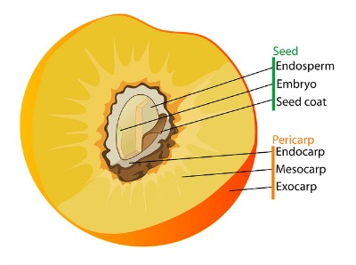 Parts of fruit (pericarp) and seed