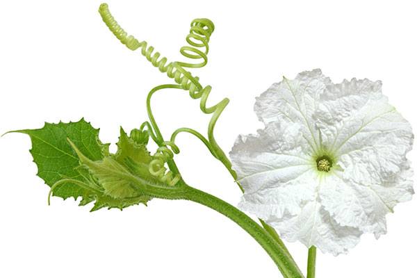 pistillate flower of bottle gourd