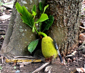 Sometimes fruits develop from the base of the trunk of jackfruit close to the ground