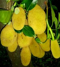 An amazing sight of jackfruit from one part of the tree