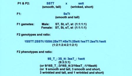 Fig. 2. Illustration showing that each gene pair (Ss and Tt) transmitted characters according to the Law of Segregation regardless of the presence of the other gene pair