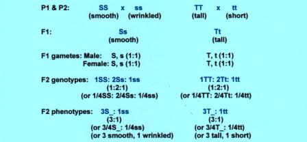 Fig. 1. Illustration of the transmission of traits in monohybrid crosses in garden pea.