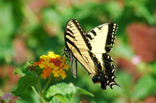 Butterflies and other insects aid in pollination that leads to the formation of fruits and seeds