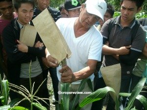 how to collect pollen from tassels of corn