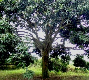 12 years since this mango tree was top-grafted and the wounds had completely healed.