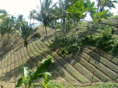 Contour-strip farming is also practiced in the commercial production of cut flowers