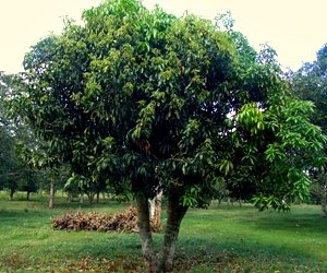 Three years from topgrafting and this mango tree flowered after chemical floral induction