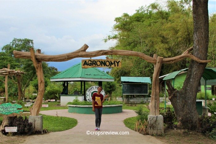 The crooked stems of lanete tree were used here to build unique and artistic structures