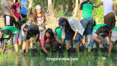 Muddied but they joyfully transplanted the seedlings they raised by wet-bed method on concrete rice paddy