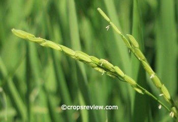 Rice is a C3 plant but corn or maize, also a cereal crop, is not