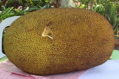 jackfruit