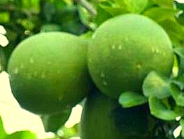 Ripe fruits of pummelo