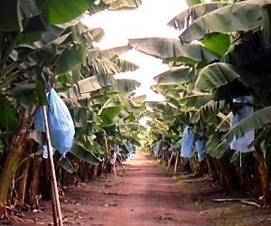 The portion of a large plantation of banana, a major cash crop in tropical countries