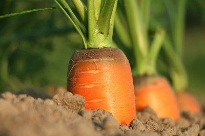 Carrot has an edible part that is botanically a root