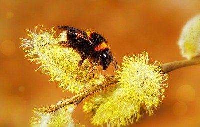 Types of Pollination