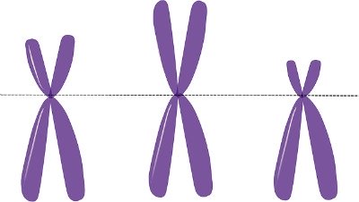 Illustration of the physical structure of the chromosome